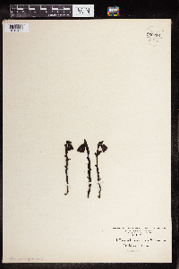 Monotropa uniflora image