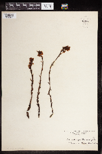 Monotropa hypopitys image