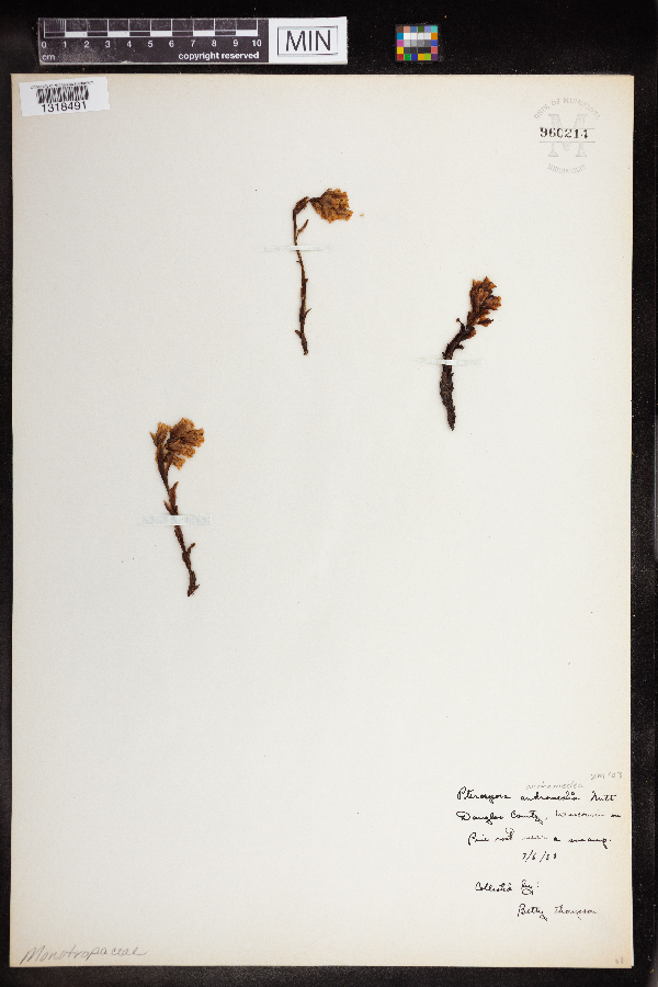Monotropa hypopitys image