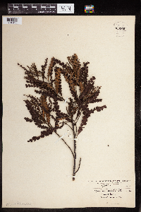 Comptonia peregrina image