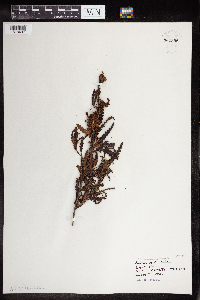 Comptonia peregrina image