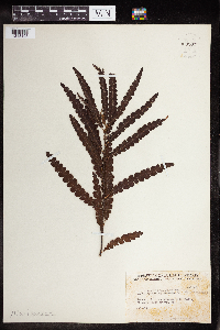 Comptonia peregrina image