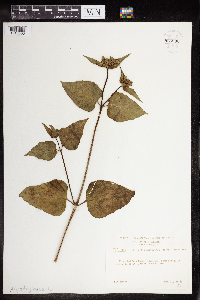 Mirabilis nyctaginea image
