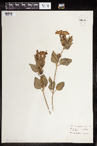 Media resource of Mirabilis multiflora