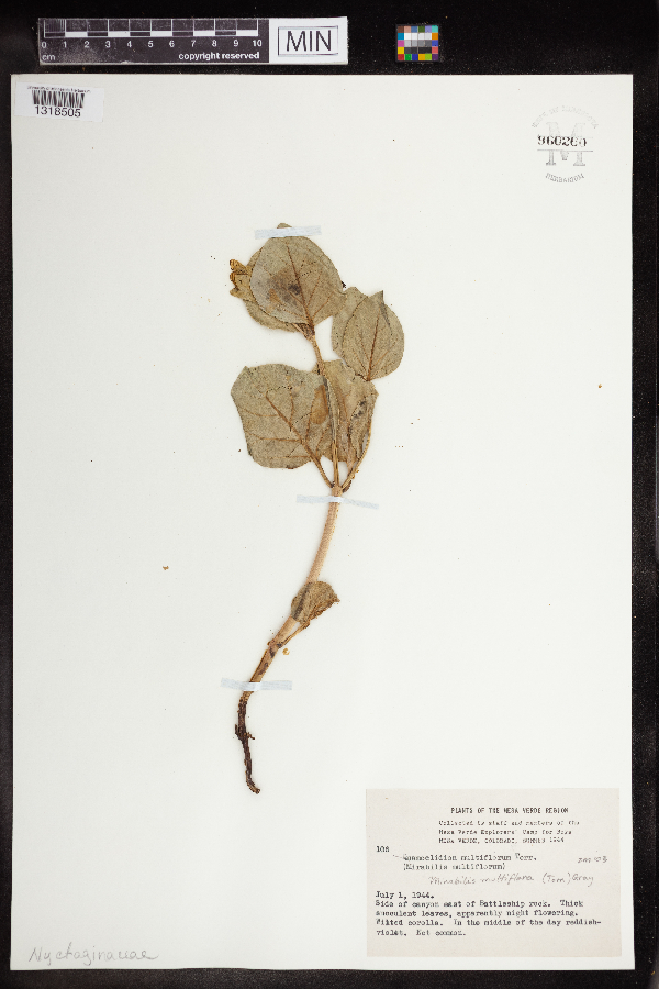 Quamoclidion multiflorum image