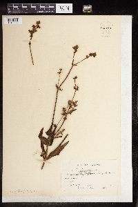 thumbnail image of current specimen