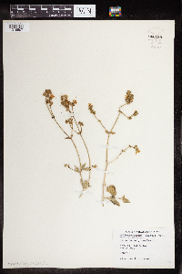 Mirabilis albida image