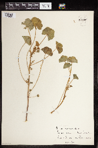 Thumbnail image of current specimen