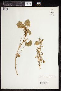 Malva neglecta image