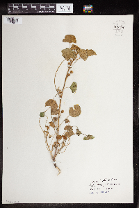 Malva neglecta image