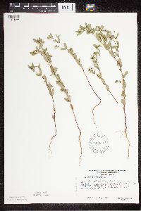 Euphorbia nutans image