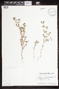 Euphorbia nutans image