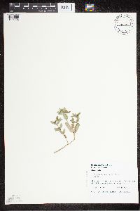 Euphorbia nutans image