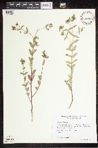 Euphorbia nutans image