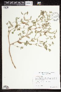 Euphorbia nutans image