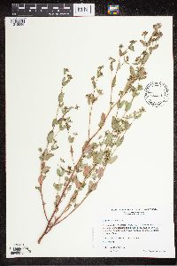 Euphorbia nutans image