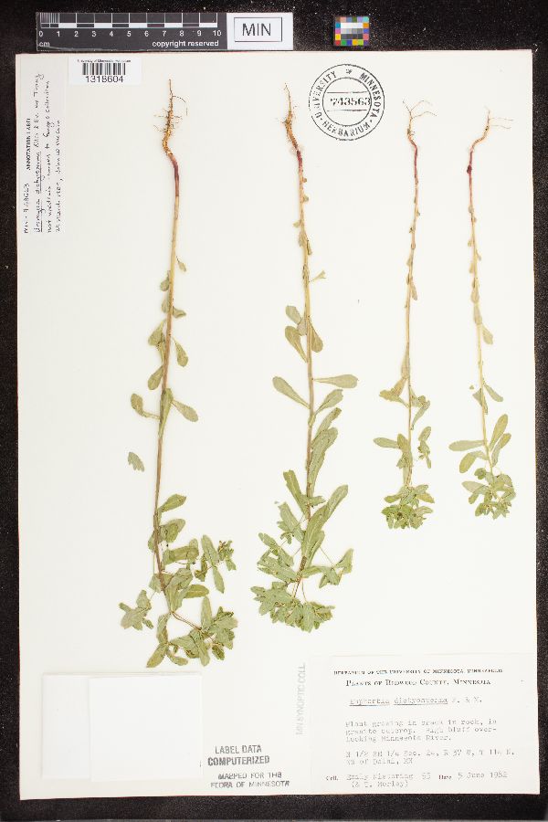 Euphorbia spathulata image