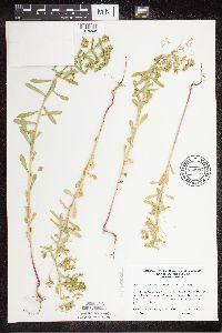 Euphorbia spathulata image