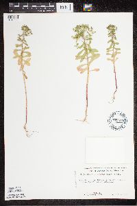 Euphorbia spathulata image