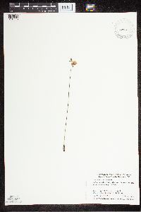 Utricularia cornuta image