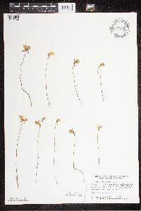 Utricularia cornuta image