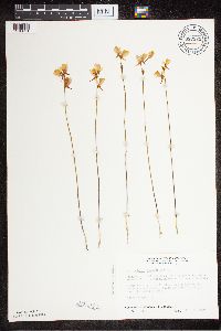 Utricularia cornuta image