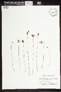 Utricularia cornuta image