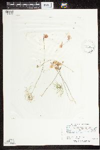 Utricularia cornuta image