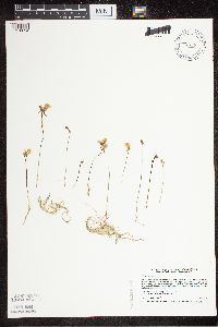 Utricularia cornuta image