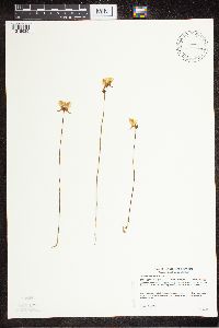 Utricularia cornuta image