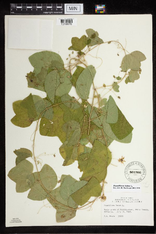 Passiflora lutea image