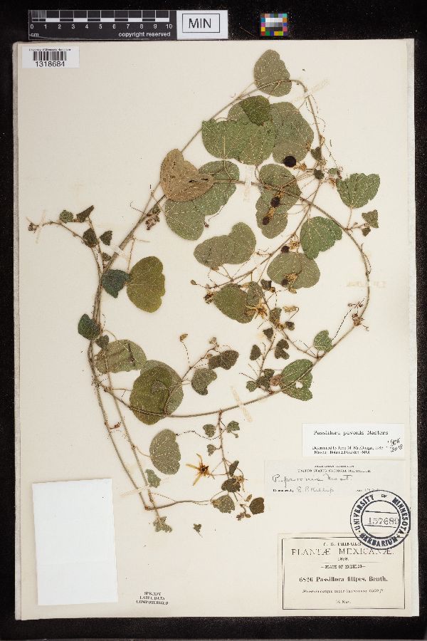 Passiflora pavonis image