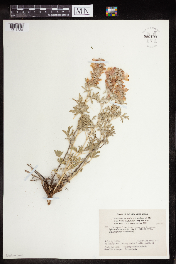 Sphaeralcea coccinea var. coccinea image