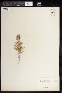 Thumbnail image of current specimen