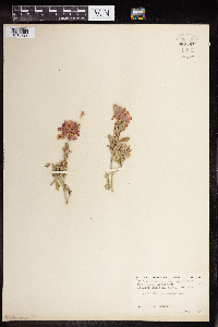 thumbnail image of current specimen