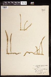 Lycopodiella inundata image