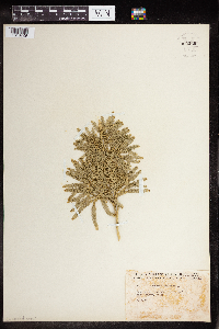 Dendrolycopodium obscurum image