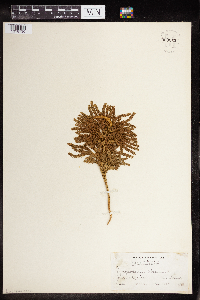 Dendrolycopodium obscurum image