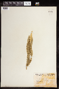 Thumbnail image of current specimen