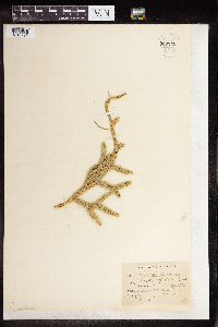 thumbnail image of current specimen