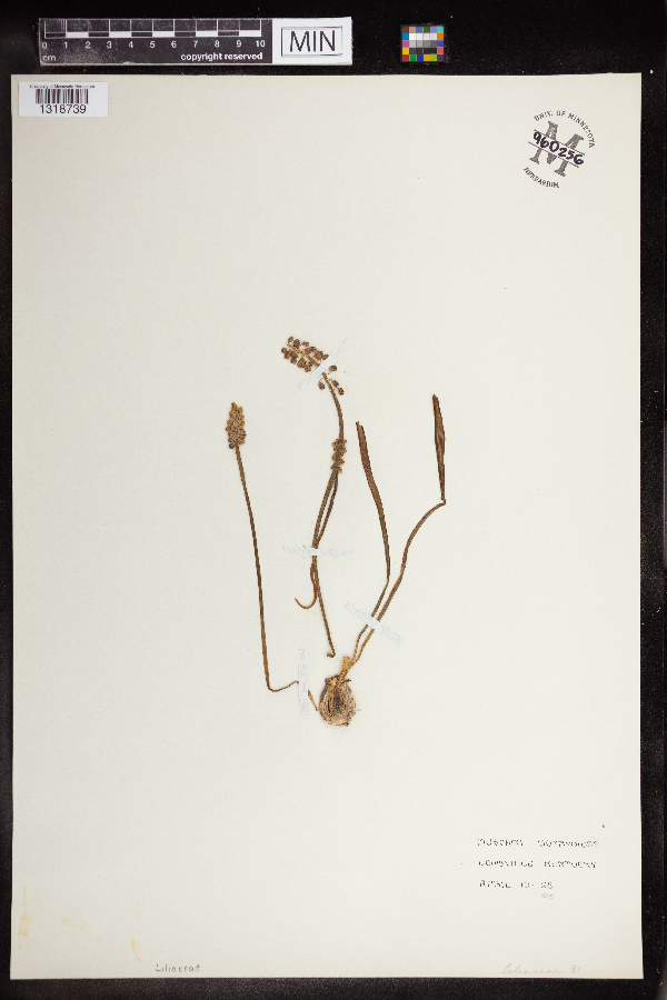 Muscari botryoides image