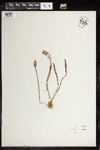 Media resource of Muscari botryoides