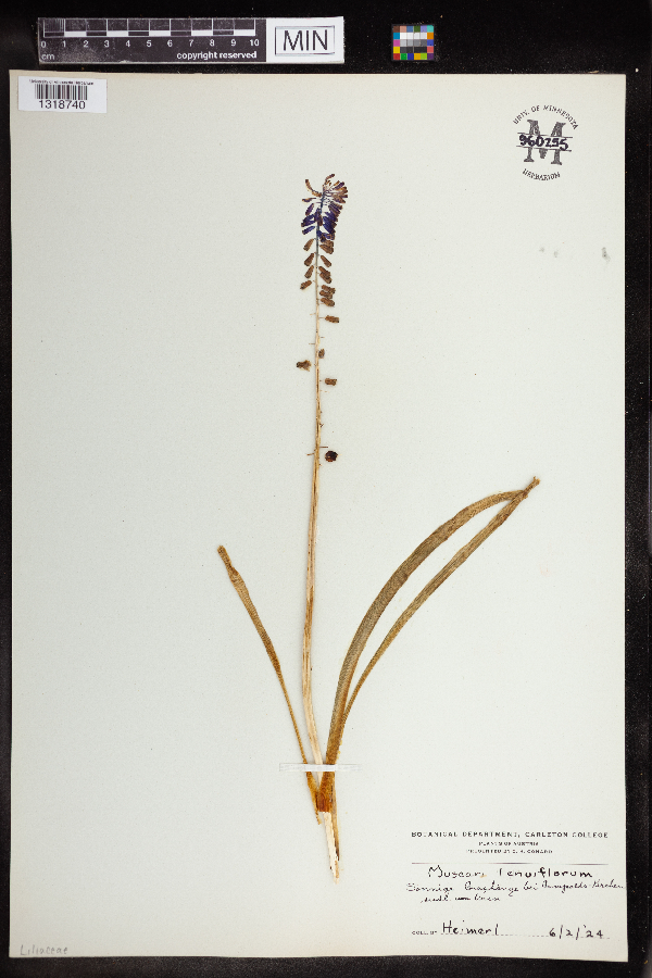 Muscari tenuiflorum image