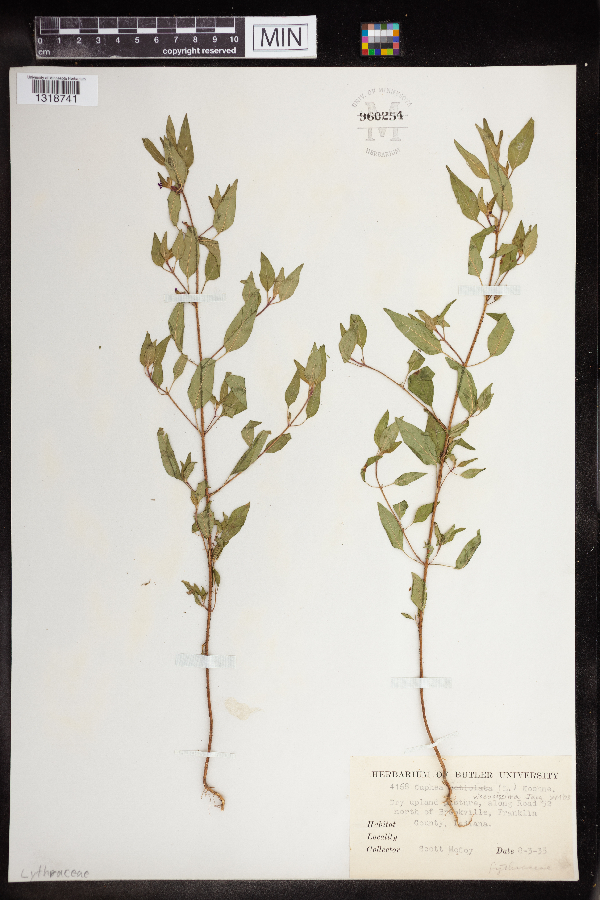 Cuphea viscosissima image