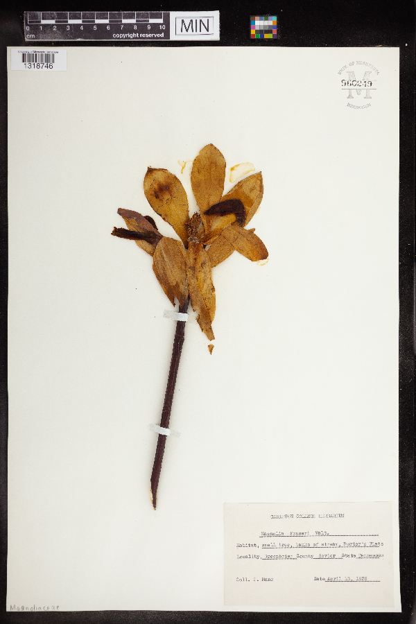 Magnolia fraseri image