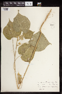 Abutilon theophrasti image