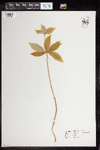 Medeola virginiana image