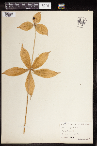 Medeola virginiana image