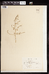 Asparagus officinalis image