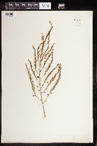 Asparagus officinalis image